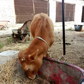 Tüwe Tohum Arassa Şiwet