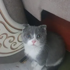 Вислоухий мальчик