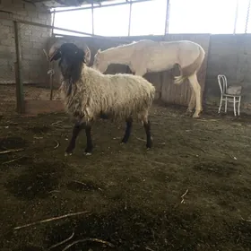 Goç