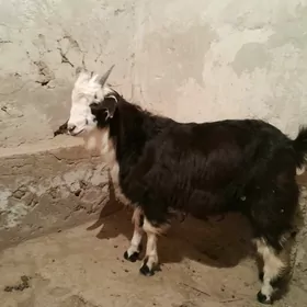 Козлик, Çebiş