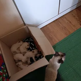 СИАМСКИЕ КОТЯТА