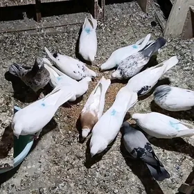 Guş.