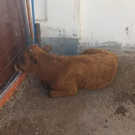 Okuzce, gacar.