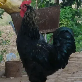 gigant horaz