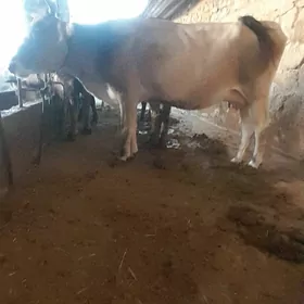 bakylgy sygyr