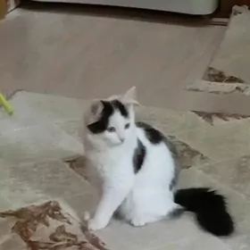 срочно в добрые ручки