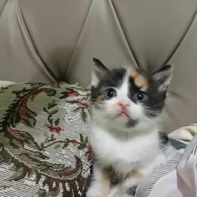 котенок