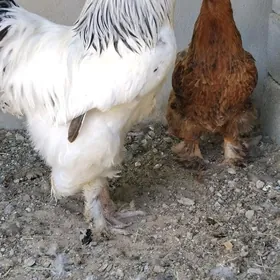 1 horoz byr mäki