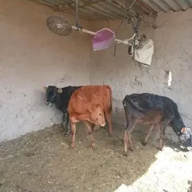 göle gulajyn
