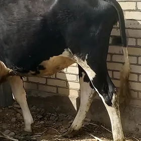 Semental