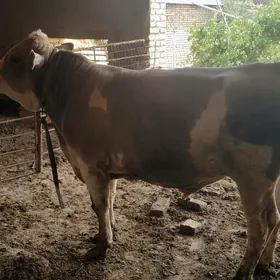 2 ÿaşar höwür oküz