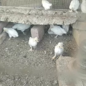 АК карлик жуже