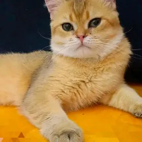 ЭЛИТНЫЙ БРИТАНЕЦ