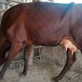 góleli