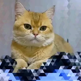 САМЫЙ ЭЛИТНЫЙ КОТ