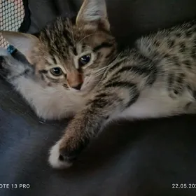 котята