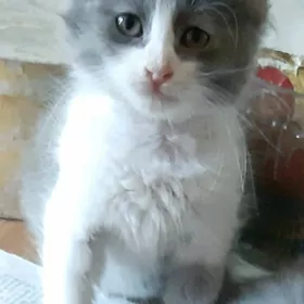 отдам котят