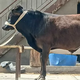 ökuz