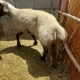 öwec goýun