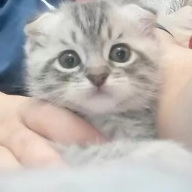 КОТЕНОК ШОТЛАНДСКИЙ