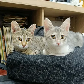 котята