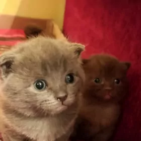 котята