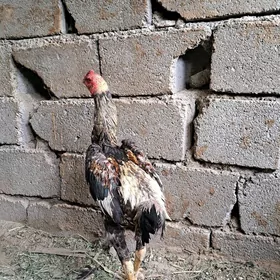 Taşgent horaz