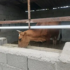Tüwe