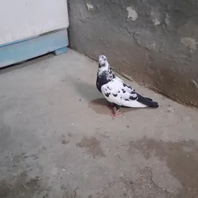 kepderi
