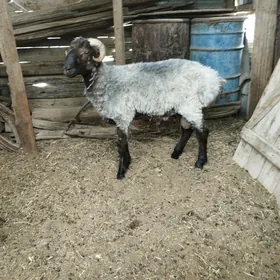 Goç