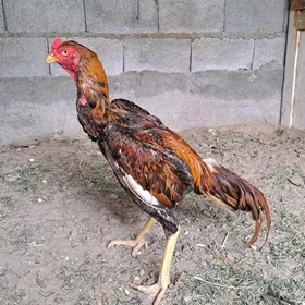 Taşgent horaz