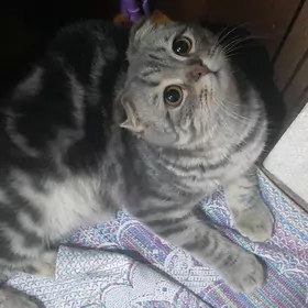 Шотландец котенок