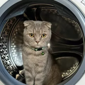 Потерялся кот