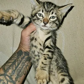 Бенгальский котенок