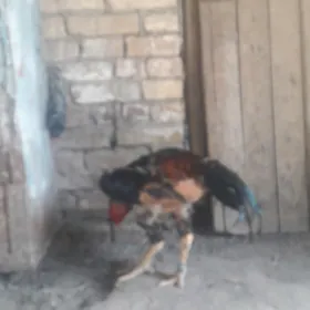 horaz