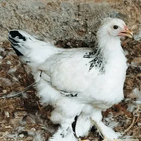 brama balgar towuk jujeler