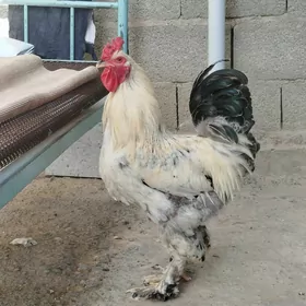 horaz