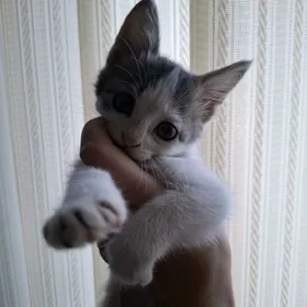КОТЯТА ДЕВОЧКИ