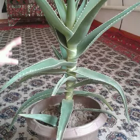 Aloe gul