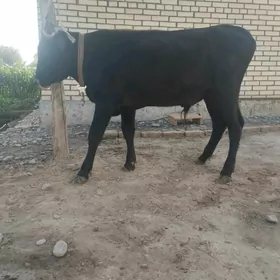 Öküz we Gulajyn