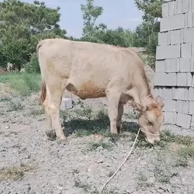 TUWE GOBEKLi