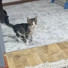 pisik / котик