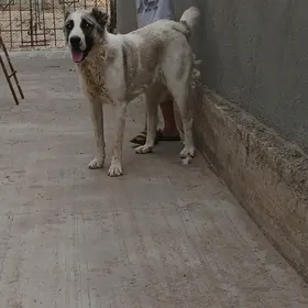 Alabay Urkaçy güjuk 1 ỳasynda