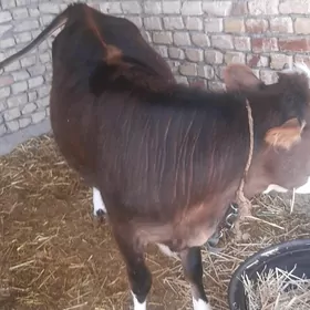 Göle