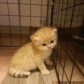 белые котята