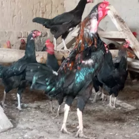 horaz