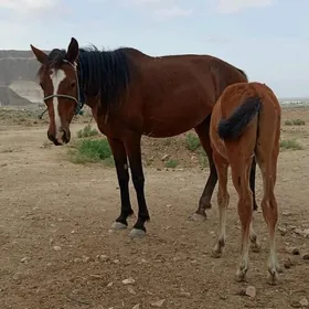 Тайлы байтал