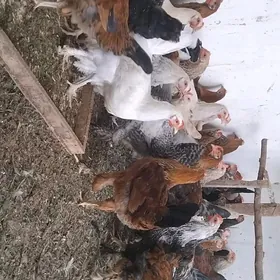 HORAZLAR