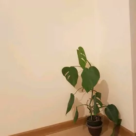 monstera