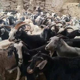 Geci